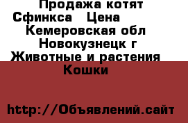 Продажа котят Сфинкса › Цена ­ 1 500 - Кемеровская обл., Новокузнецк г. Животные и растения » Кошки   